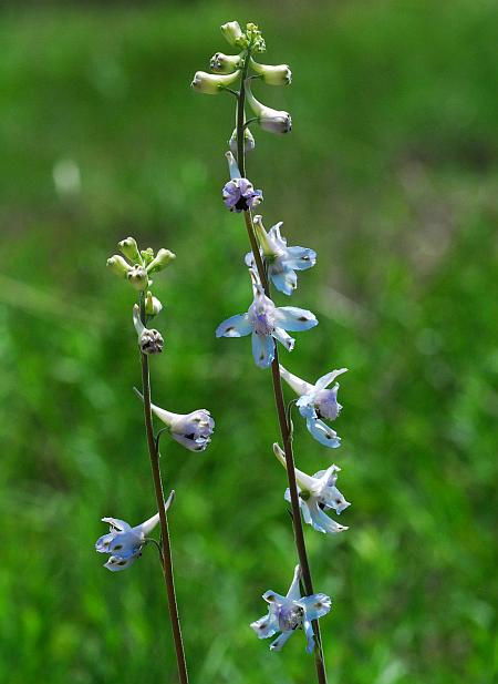 Delphinium_carolinianum_ssp_carolinianum_plant.jpg