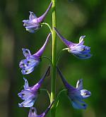 Delphinium carolinianum ssp. carolinianum thumbnail