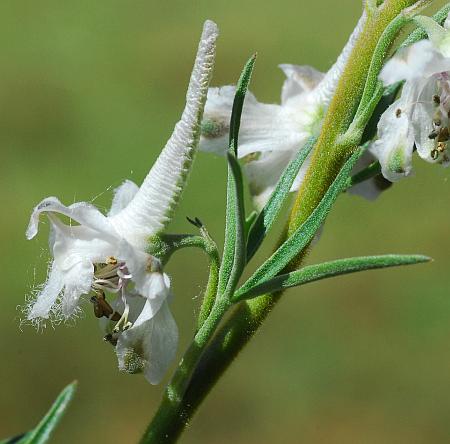 Delphinium_carolinianum_ssp_virescens_flower2.jpg