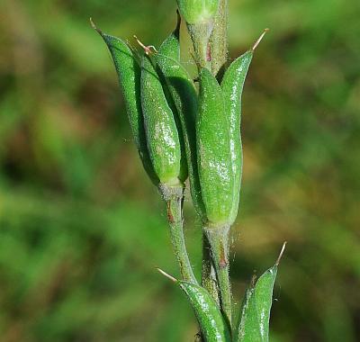 Delphinium_carolinianum_ssp_virescens_fruits.jpg