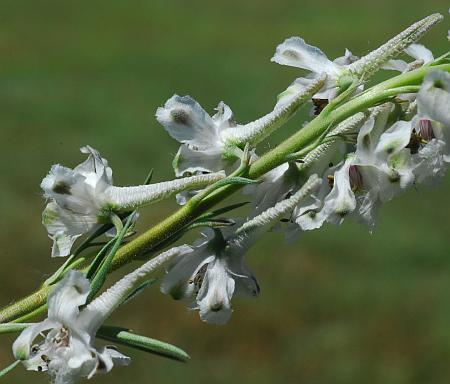 Delphinium_carolinianum_ssp_virescens_inflorescence.jpg