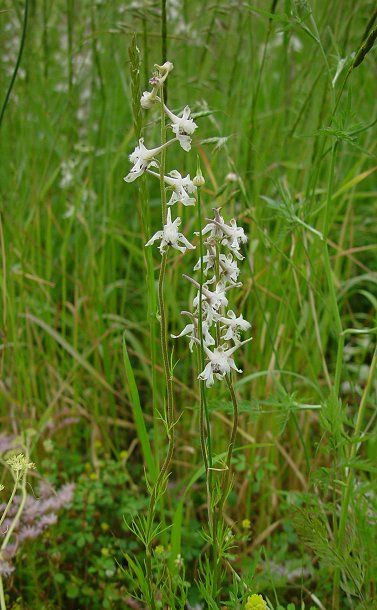 Delphinium_carolinianum_ssp_virescens_plant.jpg