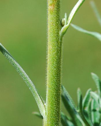 Delphinium_carolinianum_ssp_virescens_stem.jpg