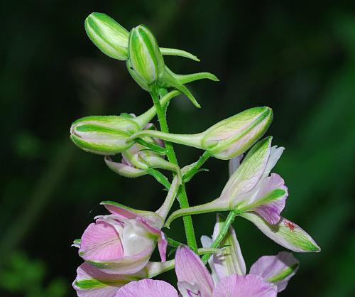 Delphinium_consolida_buds.jpg