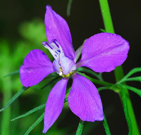 Delphinium_consolida_flower.jpg