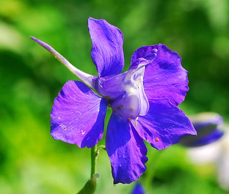 Delphinium_consolida_flower0.jpg