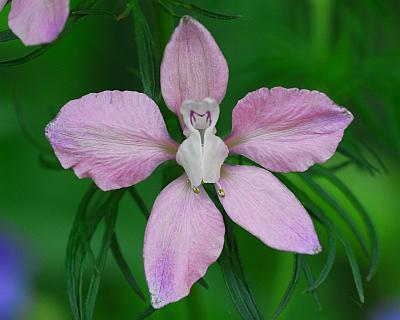 Delphinium_consolida_flower2.jpg