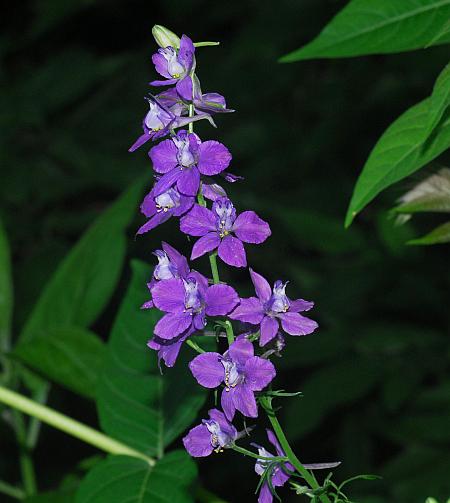 Delphinium_consolida_inflorescence.jpg