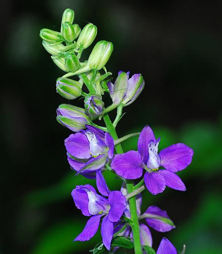 Delphinium_consolida_inflorescence2.jpg