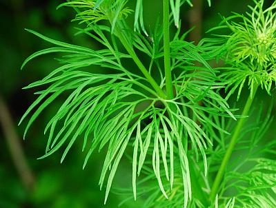 Delphinium_consolida_leaf.jpg