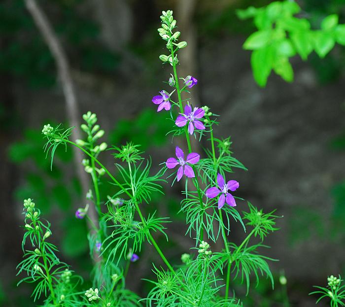 Delphinium_consolida_plant.jpg