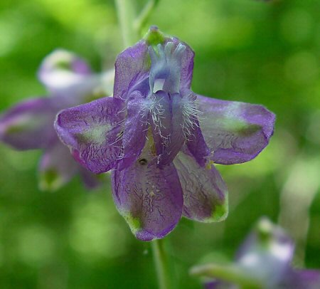 Delphinium_exaltatum_flower.jpg