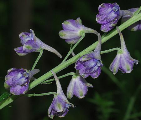 Delphinium_exaltatum_flowers2.jpg