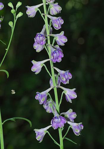 Delphinium_exaltatum_inflorescence.jpg