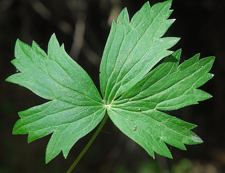 Delphinium_exaltatum_leaf1.jpg
