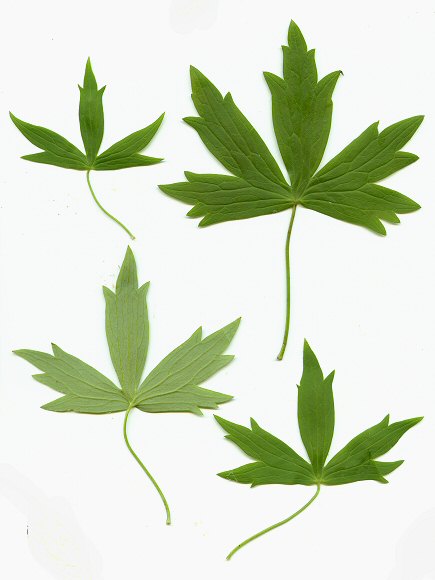 Delphinium_exaltatum_leaves.jpg