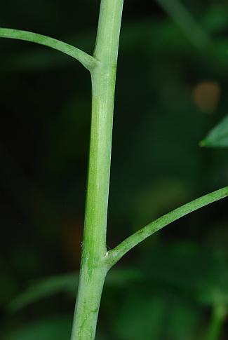 Delphinium_exaltatum_stem.jpg