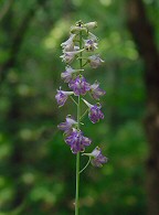 Delphinium exaltatum thumbnail