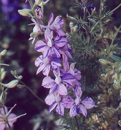Delphinium_flowers1.jpg