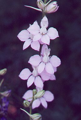 Delphinium_flowers2.jpg