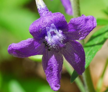 Delphinium_tricorne_flower.jpg