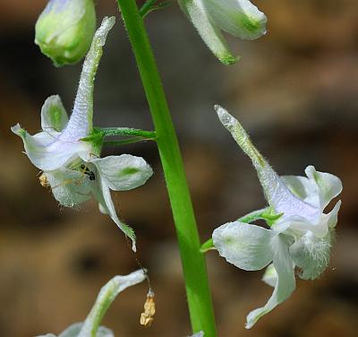 Delphinium_tricorne_flowers2.jpg