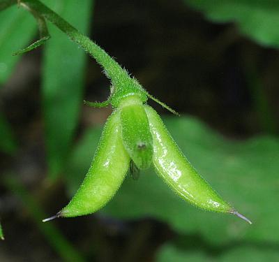 Delphinium_tricorne_fruit.jpg