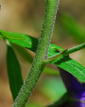 Delphinium_tricorne_inflorescence2.jpg