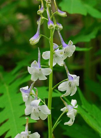 Delphinium_tricorne_inflorescence3.jpg