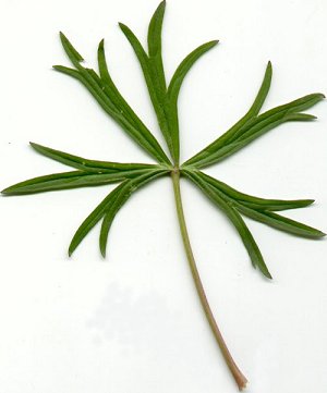 Delphinium_tricorne_leaf.jpg