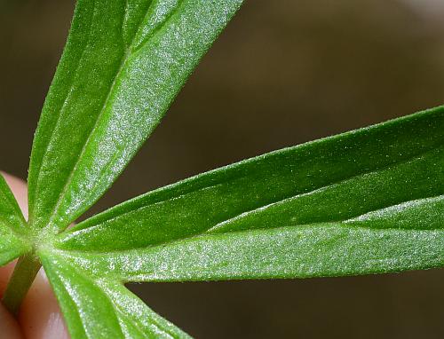 Delphinium_tricorne_leaf1.jpg