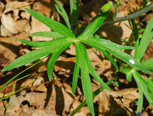 Delphinium_tricorne_leaf1a.jpg