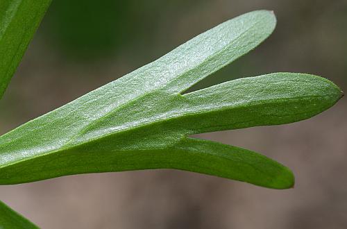Delphinium_tricorne_leaf2.jpg