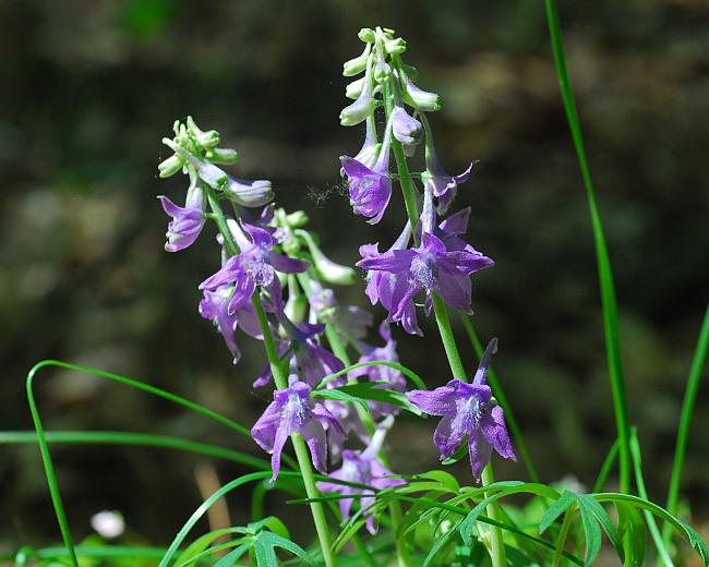 Delphinium_tricorne_plant.jpg