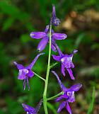 Delphinium tricorne thumbnail