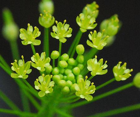 Descurainia_pinnata_flowers.jpg