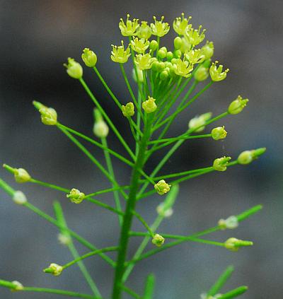 Descurainia_pinnata_inflorescence.jpg