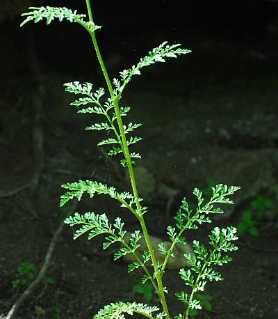 Descurainia_pinnata_leaves.jpg