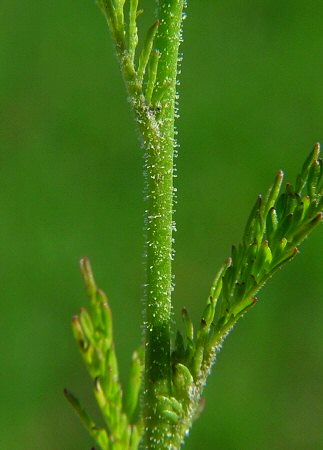 Descurainia_pinnata_stem.jpg