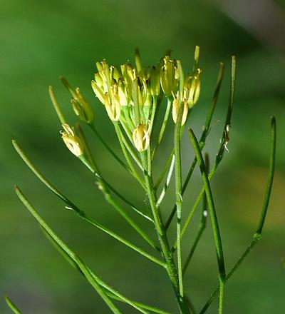 Descurainia_sophia_inflorescence.jpg