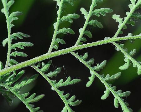 Descurainia_sophia_leaf2.jpg