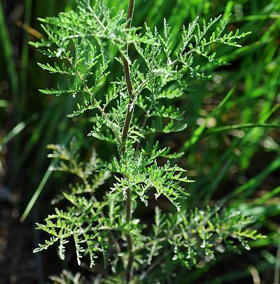 Descurainia_sophia_leaves.jpg