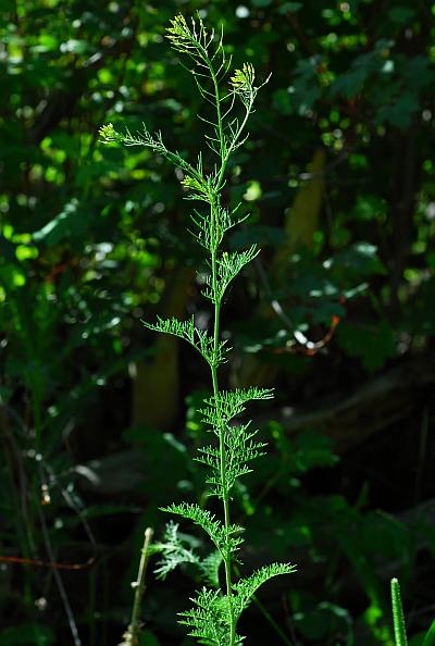 Descurainia_sophia_plant.jpg