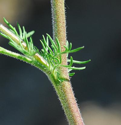 Descurainia_sophia_stem.jpg