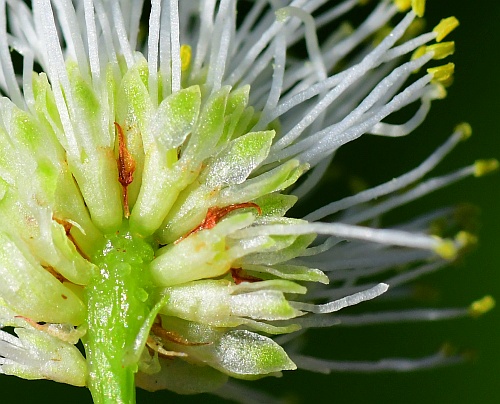 Desmanthus_illinoensis_flowers.jpg