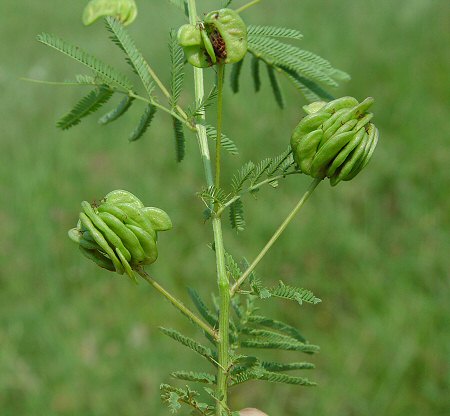 Desmanthus_illinoensis_fruits.jpg