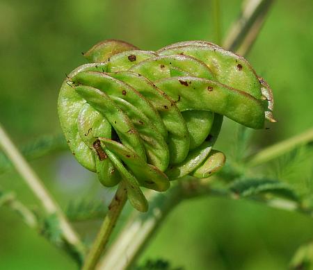 Desmanthus_illinoensis_fruits1.jpg