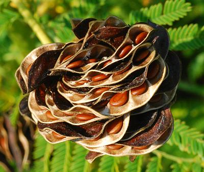 Desmanthus_illinoensis_fruits2.jpg