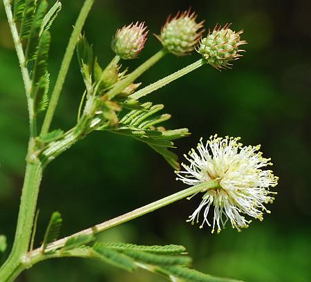 Desmanthus_illinoensis_inflorescences.jpg