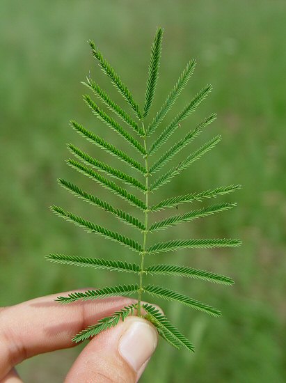 Desmanthus_illinoensis_leaf.jpg